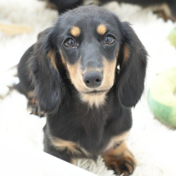 ミニチュアダックスフンド(ロング)【兵庫県・男の子・2025年4月9日・ブラックタン】の写真「ダックス専門犬舎！父JKCチャンピオン直子！」