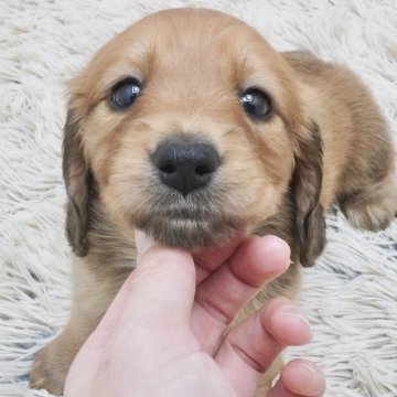 カニンヘンダックスフンド(ロング)【兵庫県・女の子・2024年11月30日・レッド】の写真「ダックス専門犬舎！父JKCチャンピオン直子！」