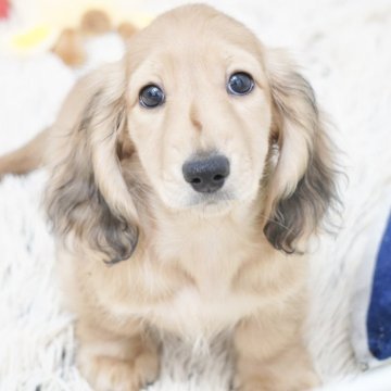 ミニチュアダックスフンド(ロング)【兵庫県・男の子・2025年9月18日・シェイデッドイエロー】の写真「ダックス専門犬舎！父JKCチャンピオン直子！」