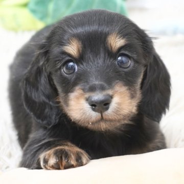 カニンヘンダックスフンド(ロング)【兵庫県・女の子・2025年11月8日・ブラックタン】の写真「ダックス専門犬舎！パパ犬チャンピオン直子！」