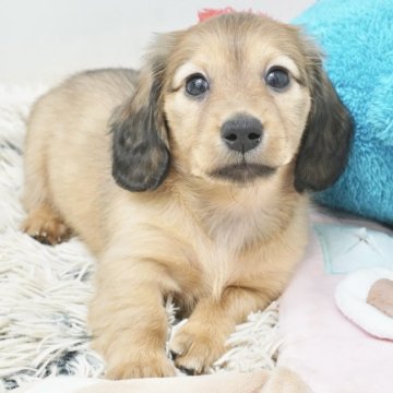 ミニチュアダックスフンド(ロング)【兵庫県・女の子・2025年4月10日・レッド】の写真「ダックス専門犬舎！父JKCチャンピオン！」