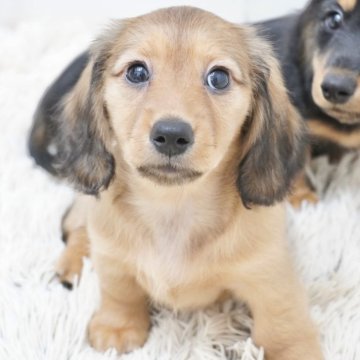 ミニチュアダックスフンド(ロング)【兵庫県・女の子・2025年4月10日・レッド】の写真「ダックス専門犬舎！父JKCチャンピオン！」