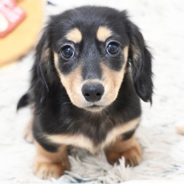 ミニチュアダックスフンド(ロング)【兵庫県・女の子・2025年9月3日・ブラックタン】の写真「ダックス専門犬舎！父JKCチャンピオン！」