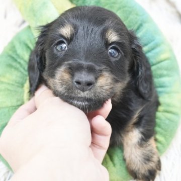 ミニチュアダックスフンド(ロング)【兵庫県・男の子・2025年8月23日・ブラックタン】の写真「両親JKCチャンピオン！カニサイズ！」