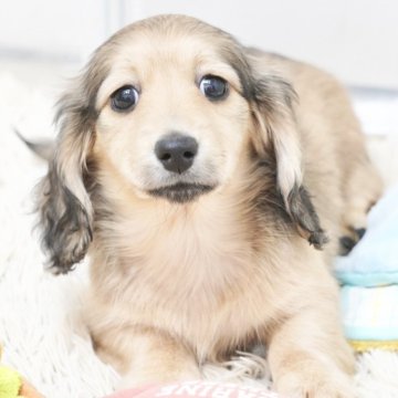 カニンヘンダックスフンド(ロング)【兵庫県・女の子・2025年9月30日・シェイデッドイエロー】の写真「ダックス専門犬舎！パパ犬チャンピオン直子！」