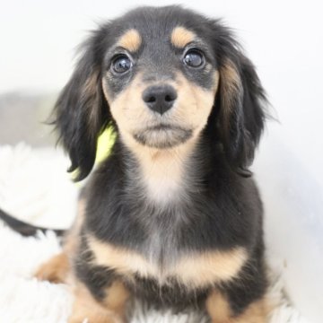 カニンヘンダックスフンド(ロング)【兵庫県・女の子・2025年9月13日・ブラックタン】の写真「ダックス専門犬舎！父JKCチャンピオン！」