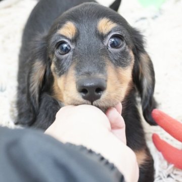 ミニチュアダックスフンド(ロング)【兵庫県・男の子・2025年8月21日・ブラックタン】の写真「ダックス専門犬舎！父JKCチャンピオン！」