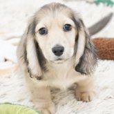 ミニチュアダックスフンド(ロング)