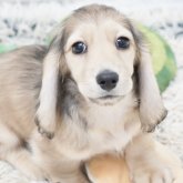 ミニチュアダックスフンド(ロング)