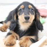 ミニチュアダックスフンド(ロング)