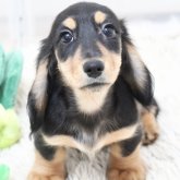 ミニチュアダックスフンド(ロング)