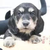 ミニチュアダックスフンド(ロング)【兵庫県・男の子・2025年10月28日・ブラックイエロー】の写真1