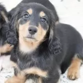 ミニチュアダックスフンド(ロング)【兵庫県・男の子・2025年8月21日・ブラックタン】の写真1