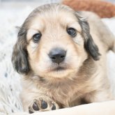 ミニチュアダックスフンド(ロング)