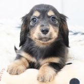 カニンヘンダックスフンド(ロング)