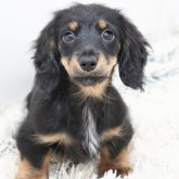 ミニチュアダックスフンド(ロング)