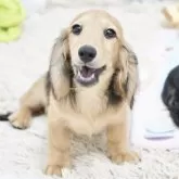 ミニチュアダックスフンド(ロング)【兵庫県・男の子・2025年4月19日・シェイデッドイエロー】の写真1