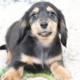 カニンヘンダックスフンド(ロング)