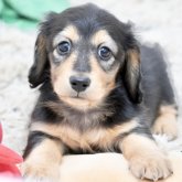 ミニチュアダックスフンド(ロング)