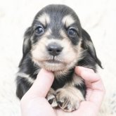 ミニチュアダックスフンド(ロング)