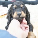 ミニチュアダックスフンド(ロング)