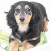 ミニチュアダックスフンド(ロング)