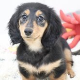 ミニチュアダックスフンド(ロング)