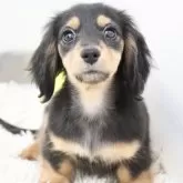 カニンヘンダックスフンド(ロング)【兵庫県・女の子・2025年9月13日・ブラックタン】の写真1