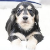 ミニチュアダックスフンド(ロング)