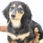 ミニチュアダックスフンド(ロング)【兵庫県・女の子・2025年8月21日・ブラックタン】の写真1