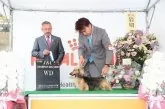 ミニチュアダックスフンド(ロング)【兵庫県・女の子・2025年5月18日・ブラックタン】の写真4「パパ犬　アル」