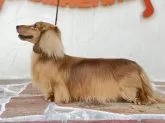 ミニチュアダックスフンド(ロング)【兵庫県・男の子・2025年3月17日・ブラックイエロー】の写真5「パパ犬　リント」