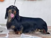 ミニチュアダックスフンド(ロング)【兵庫県・女の子・2025年1月2日・ブラックイエロー】の写真4「パパ犬　ユズ」
