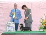 ミニチュアダックスフンド(ロング)【兵庫県・男の子・2025年2月6日・ブラックイエロー】の写真5「パパ犬　アッシュ」