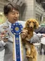 ミニチュアダックスフンド(ロング)【兵庫県・男の子・2025年8月19日・ブラックタン】の写真5「パパ犬　カルビ」
