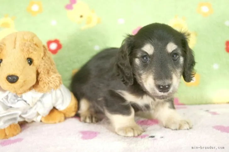 ID：1705-00586の子犬