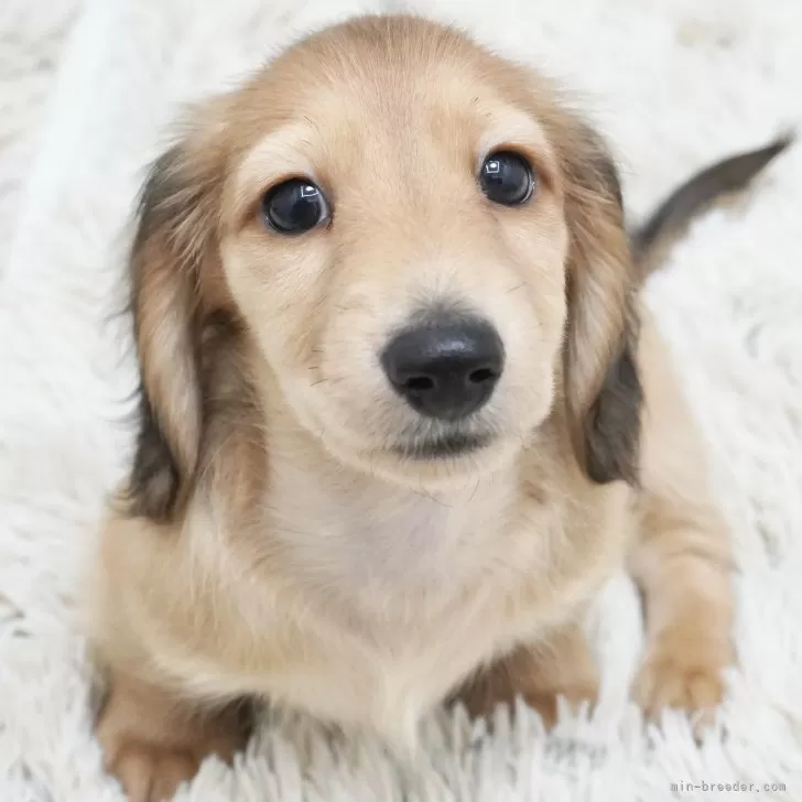 みかみ 様のお迎えした子犬