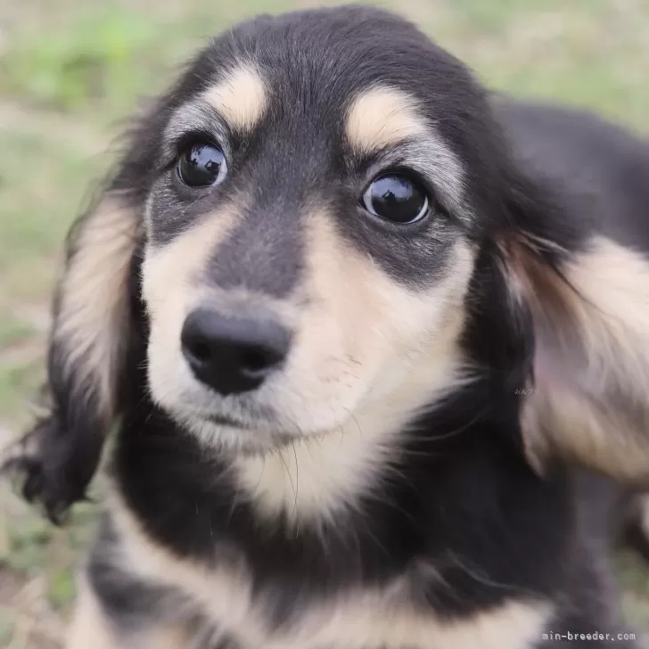 ID:2406-01527の子犬