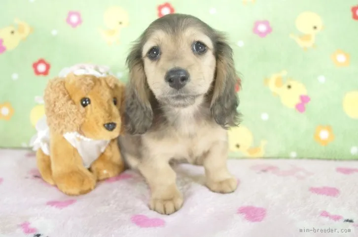 ID:1601-00048の子犬