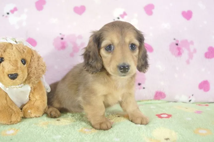 ID:1411-00525の子犬