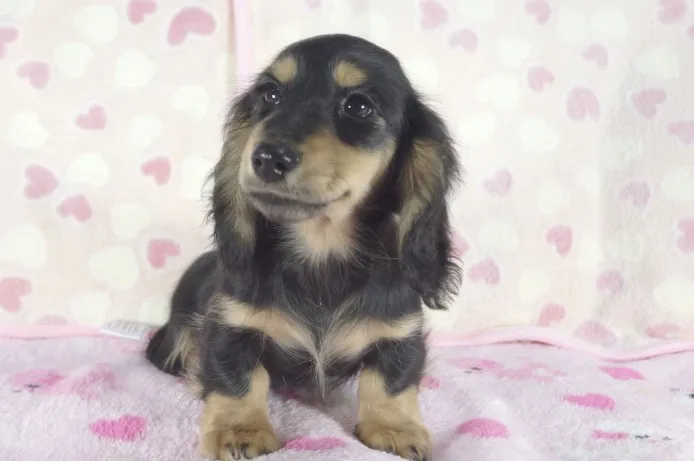 ID：1302-00863の子犬
