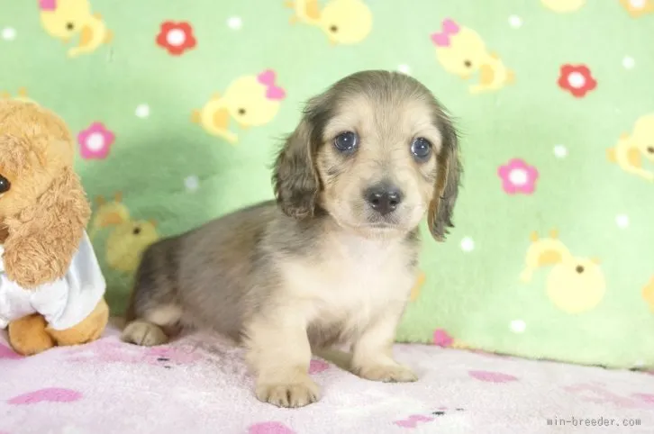 ID:1512-00257の子犬