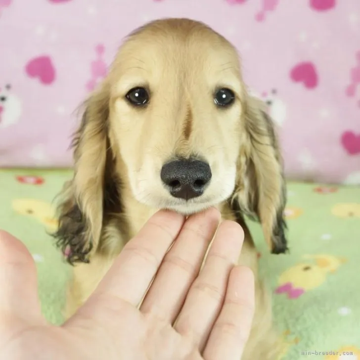 トモ 様のお迎えした子犬