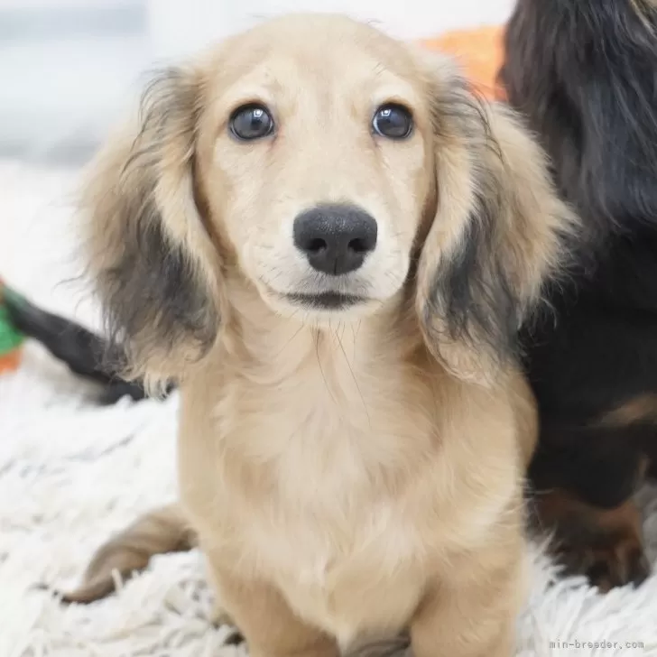ID:2408-02591の子犬