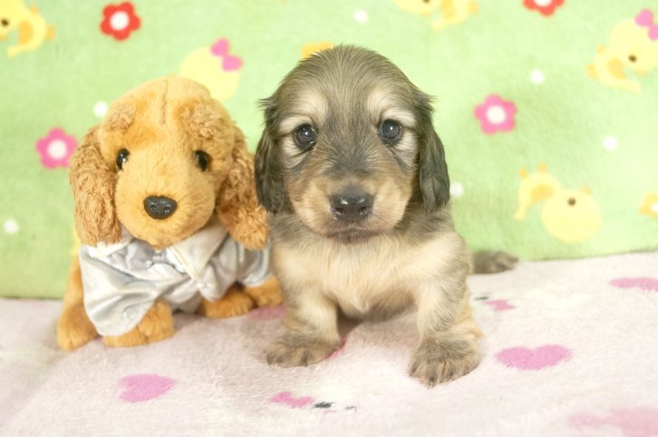 ID:1610-01385の子犬