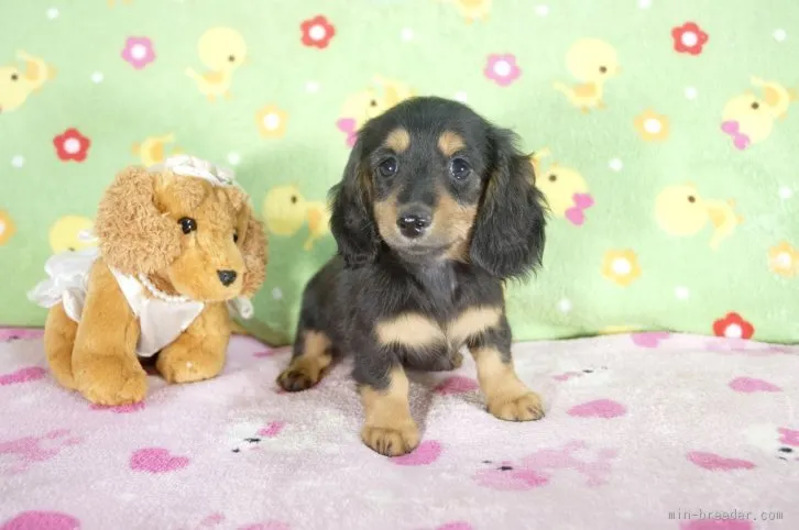 ID:1512-01571の子犬