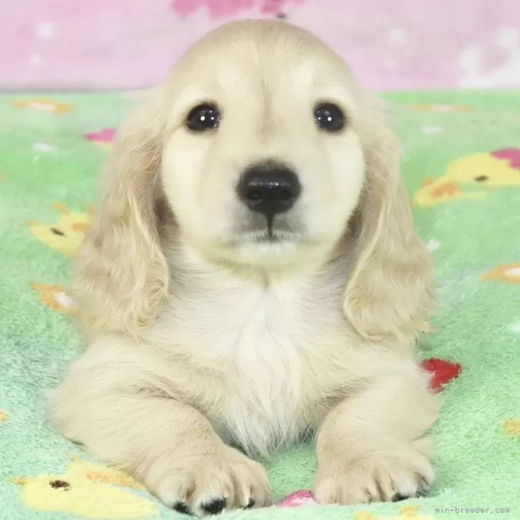ID:2407-01042の子犬