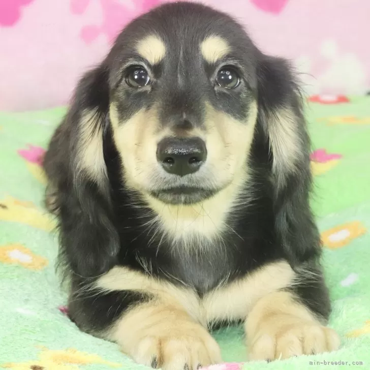 ID:2407-04601の子犬