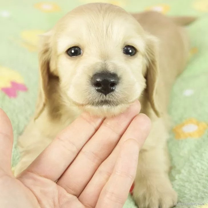 ID:2403-01425の子犬