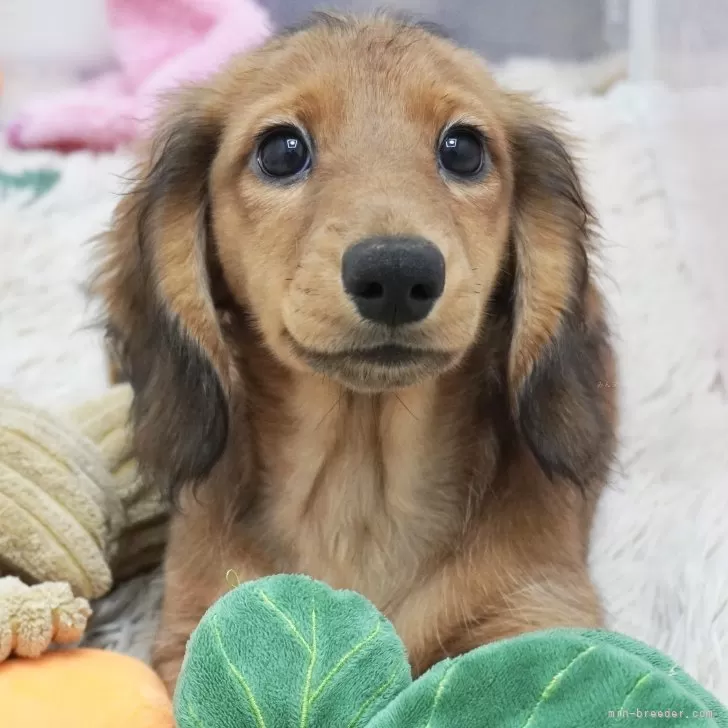 ID:2407-04607の子犬